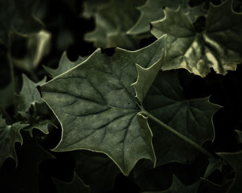 Close-up of maple leaves