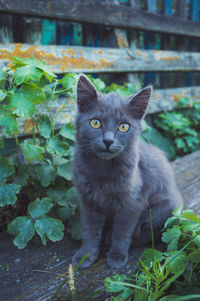 Portrait of black cat against plants