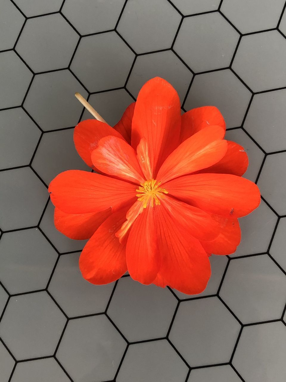 HIGH ANGLE VIEW OF ORANGE ROSE ON FLOOR