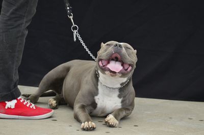 Dog wearing mask against blue sky