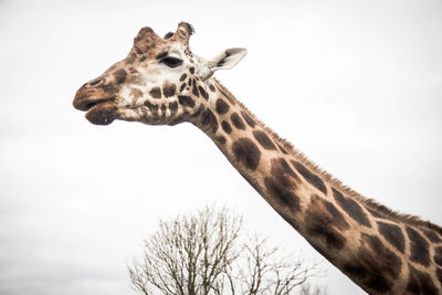 Low angle view of giraffe against sky