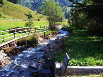 Stream flowing through forest