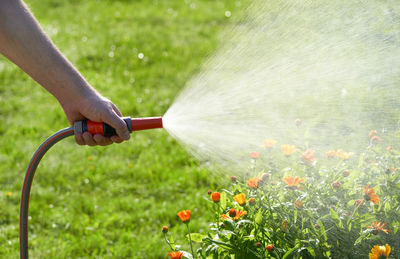 Plant care, home gardening. watering marigold flowers with hose in backyard in summer