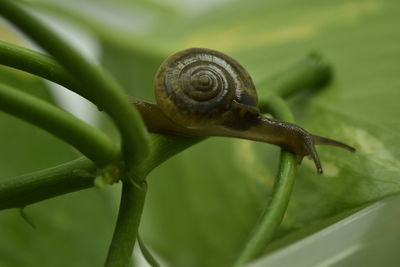 Close-up of snail on leaf