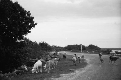 Sheep grazing on field