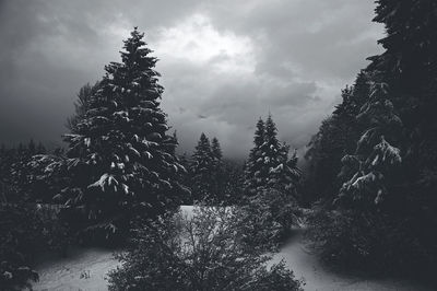 Low angle view of trees against sky