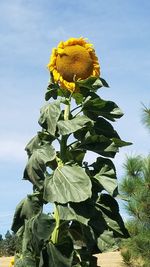 Low angle view of yellow flowers blooming against sky