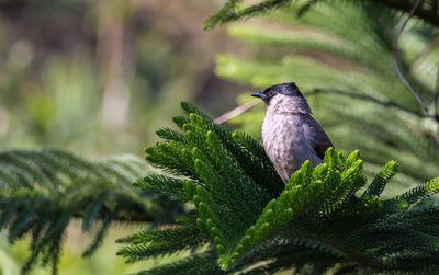 Close-up of bird perching on plant