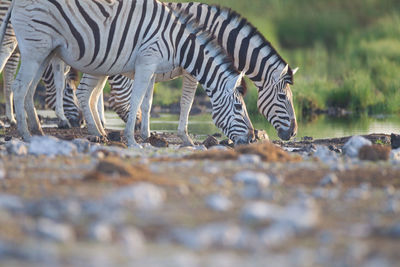 Zebra walking on a land