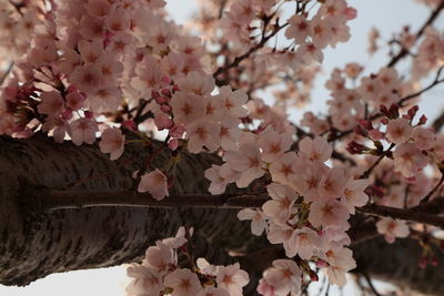 Low angle view of cherry blossom tree