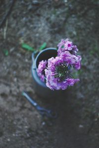 Close-up of purple flowers