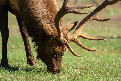 Deer grazing in a field