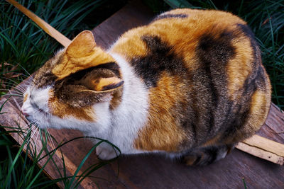 Close-up of a cat