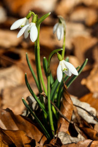 Close-up of white flower