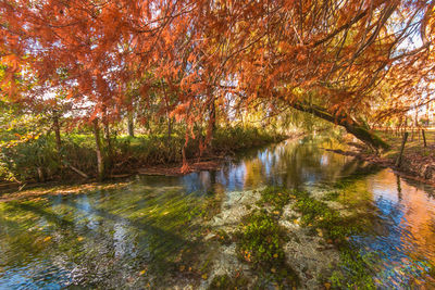 Scenic view of lake in forest during autumn