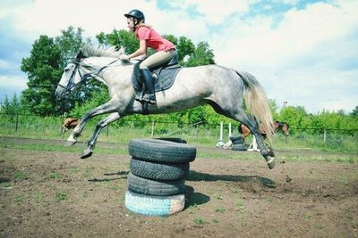 horse