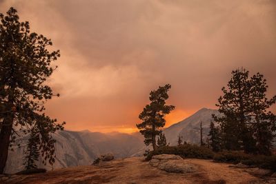 Trees on road against sky at sunset