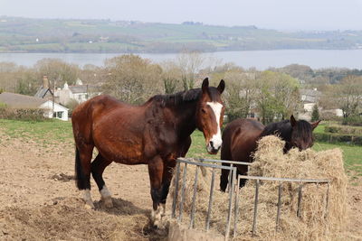 Horses in the field