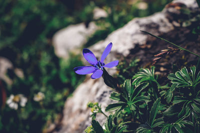 Violet-blue alpine plant gentiana verna blooms in the middle of the rocks on mount krippenstein