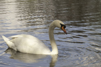 Swan swimming in lake