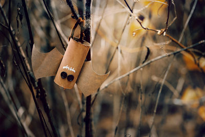 Close-up of branch hanging on tree in field