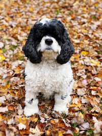 Dog sitting in autumn leaves