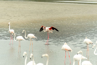 Flamingoes in ras al khor wildlife sanctuary, ramsar site, flamingo hide2, dubai, uae