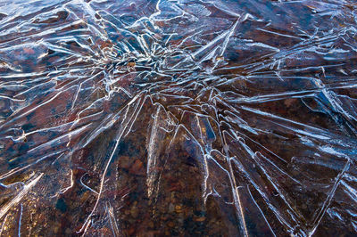 Full frame shot of leaf