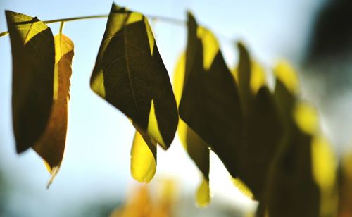 Close-up of leaves against blurred background