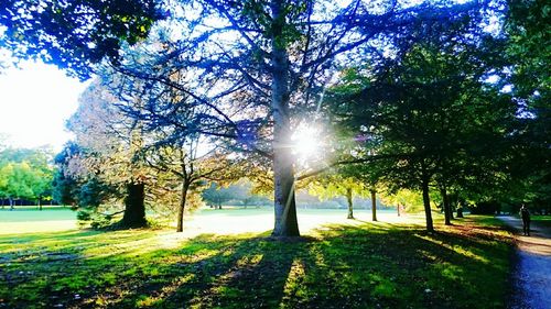 Sun shining through trees in park