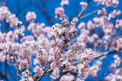 Low angle view of cherry blossoms against blue sky