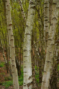 Trees in forest