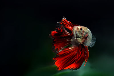 Close-up of red poppy against black background