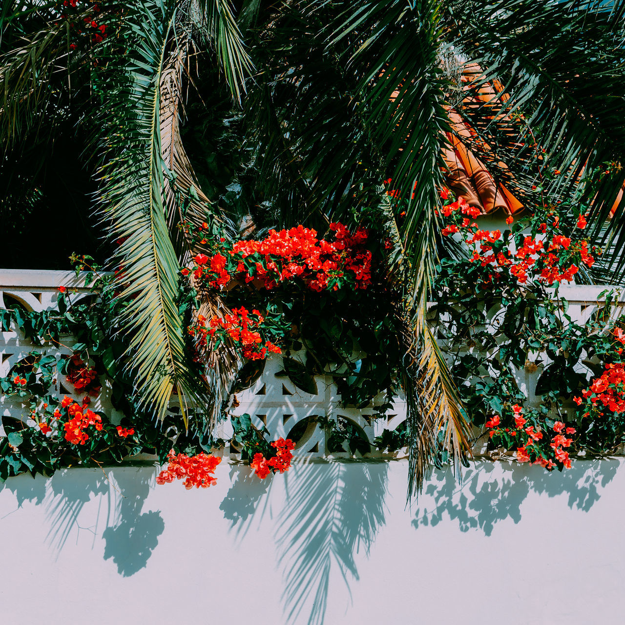 RED FLOWERING PLANT BY TREES