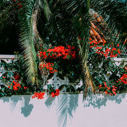 Red flowering plants by water