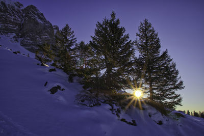 Trees on snow covered land against sky