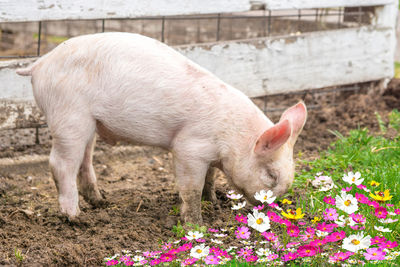 Side view of pig at farm