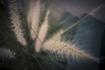 Close-up of flower plant