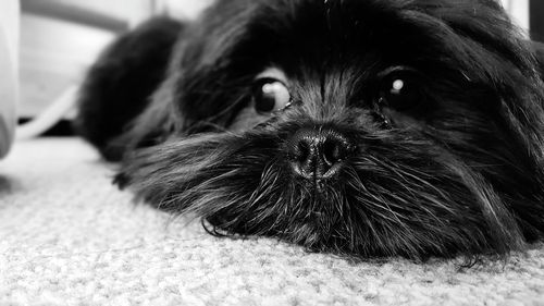 Close-up portrait of black dog at home