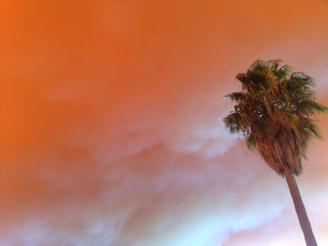 sky, no people, orange color, cloud - sky, sunset, nature, beauty in nature, outdoors, palm tree, low angle view, plant, tranquility, growth, close-up, tree, scenics - nature, day, tropical climate, wood - material, focus on foreground, coconut palm tree