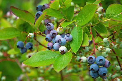 Nothern blueberry bush with ripening blueberries