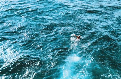 High angle view of man swimming in sea