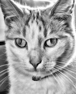 domestic cat