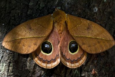 High angle view of insect on a tree