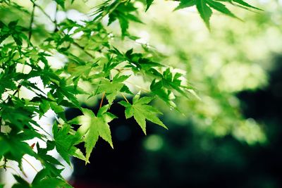 Close-up of green leaves