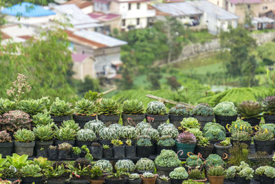 Plants growing in row against built structures