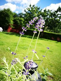 Close-up of purple flowers blooming on field