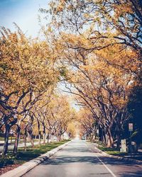 Empty road along trees