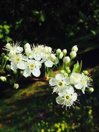 Close-up of white flowers