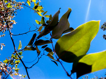 Low angle view of green leaves against blue sky